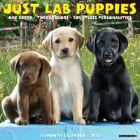 image Just Lab Puppies 2026 Wall Calendar Main Product Image