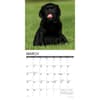image Just Lab Puppies 2026 Wall Calendar Second Alternate Image