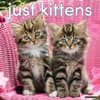 image Just Kittens 2026 Wall Calendar Main Product Image