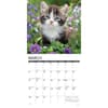 image Just Kittens 2026 Wall Calendar Second Alternate Image
