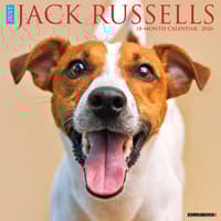 image Just Jack Russells 2026 Wall Calendar Main Product Image