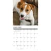 image Just Jack Russells 2026 Wall Calendar Second Alternate Image
