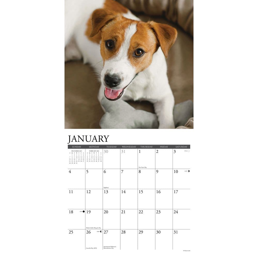 Just Jack Russells 2026 Wall Calendar Second Alternate Image