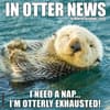 image In Otter News 2026 Wall Calendar Main Product Image