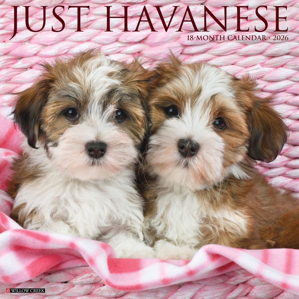 Just Havanese 2026 Wall Calendar Main Product Image