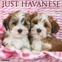image Just Havanese 2026 Wall Calendar Main Product Image