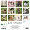 image Just Havanese 2026 Wall Calendar First Alternate Image