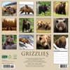 image Grizzly Bears 2026 Wall Calendar First Alternate Image