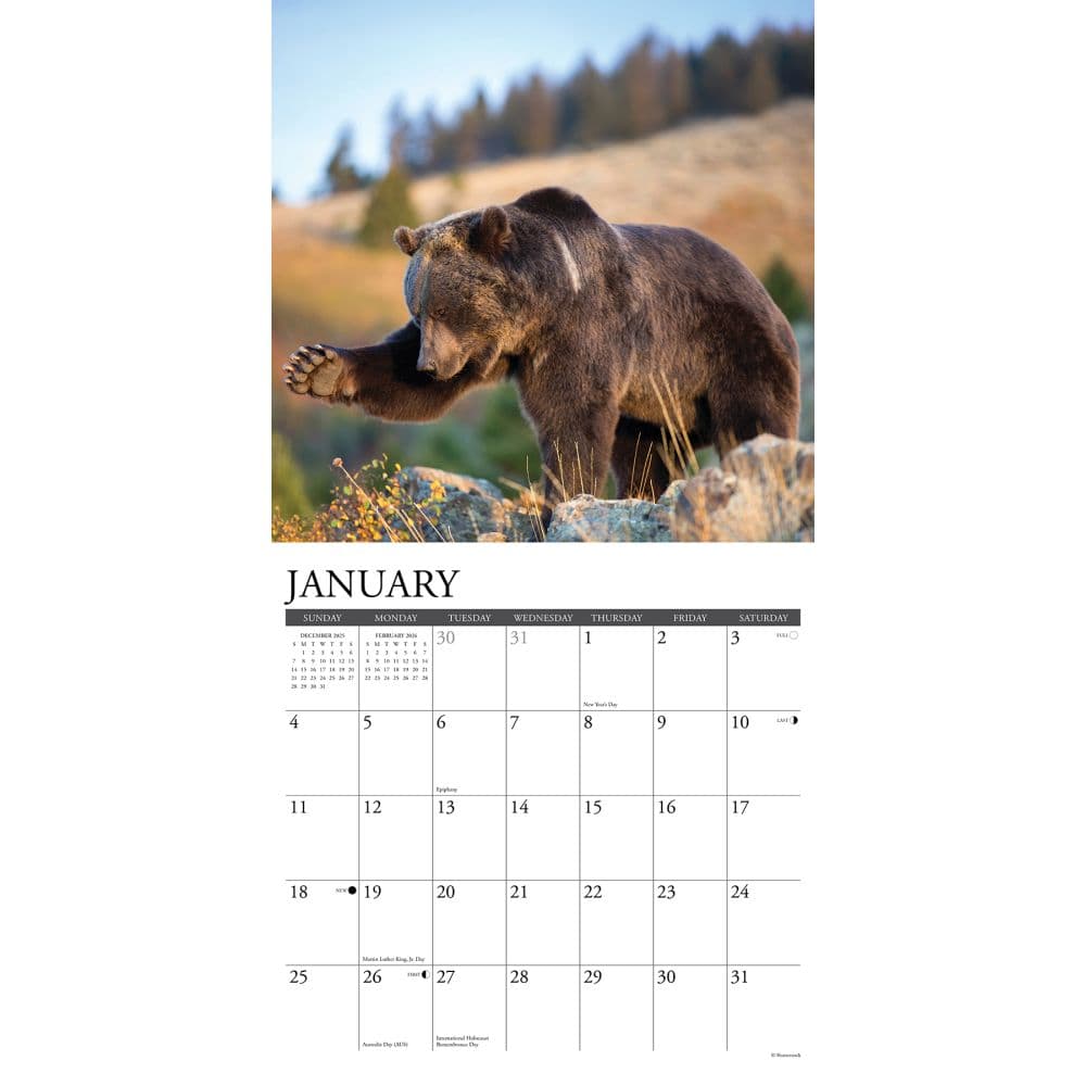 Grizzly Bears 2026 Wall Calendar Second Alternate Image