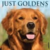 image Just Goldens 2026 Wall Calendar Main Product Image