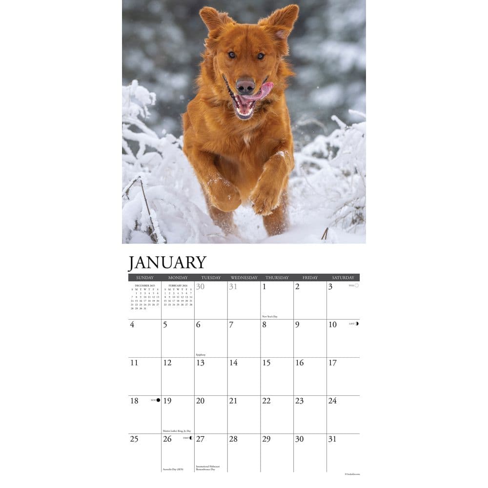 Just Goldens 2026 Wall Calendar Second Alternate Image