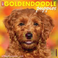image Just Goldendoodle Puppies 2026 Wall Calendar Main Product Image