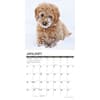 image Just Goldendoodle Puppies 2026 Wall Calendar Second Alternate Image