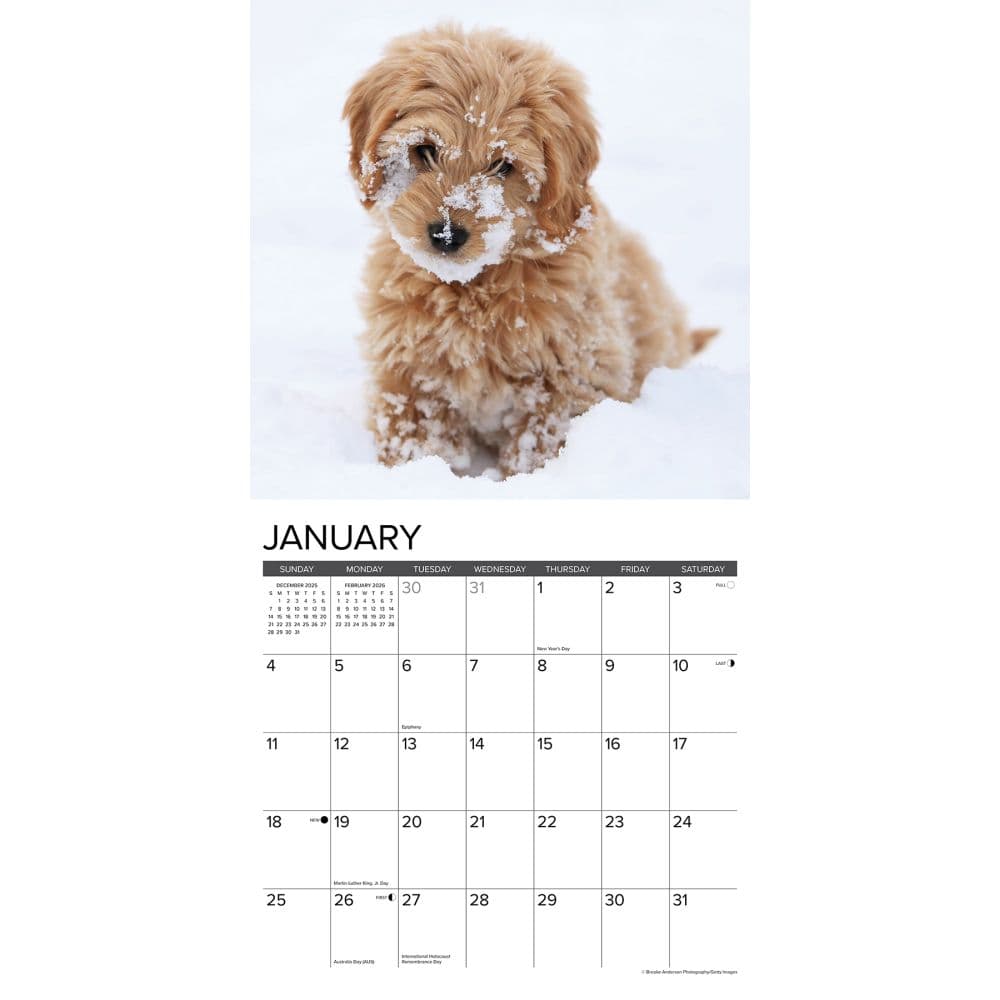 Just Goldendoodle Puppies 2026 Wall Calendar Second Alternate Image