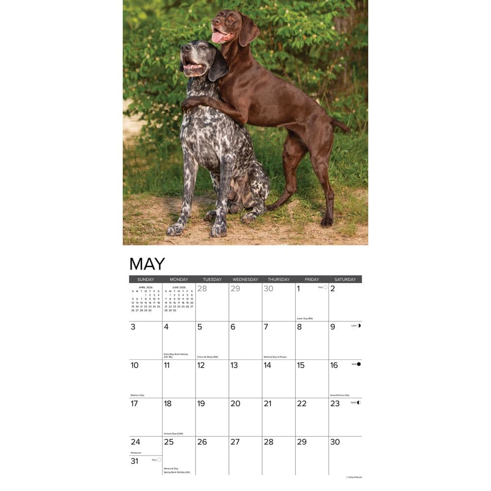 Just German Shorthaired Pointers 2026 Wall Calendar Second Alternate Image