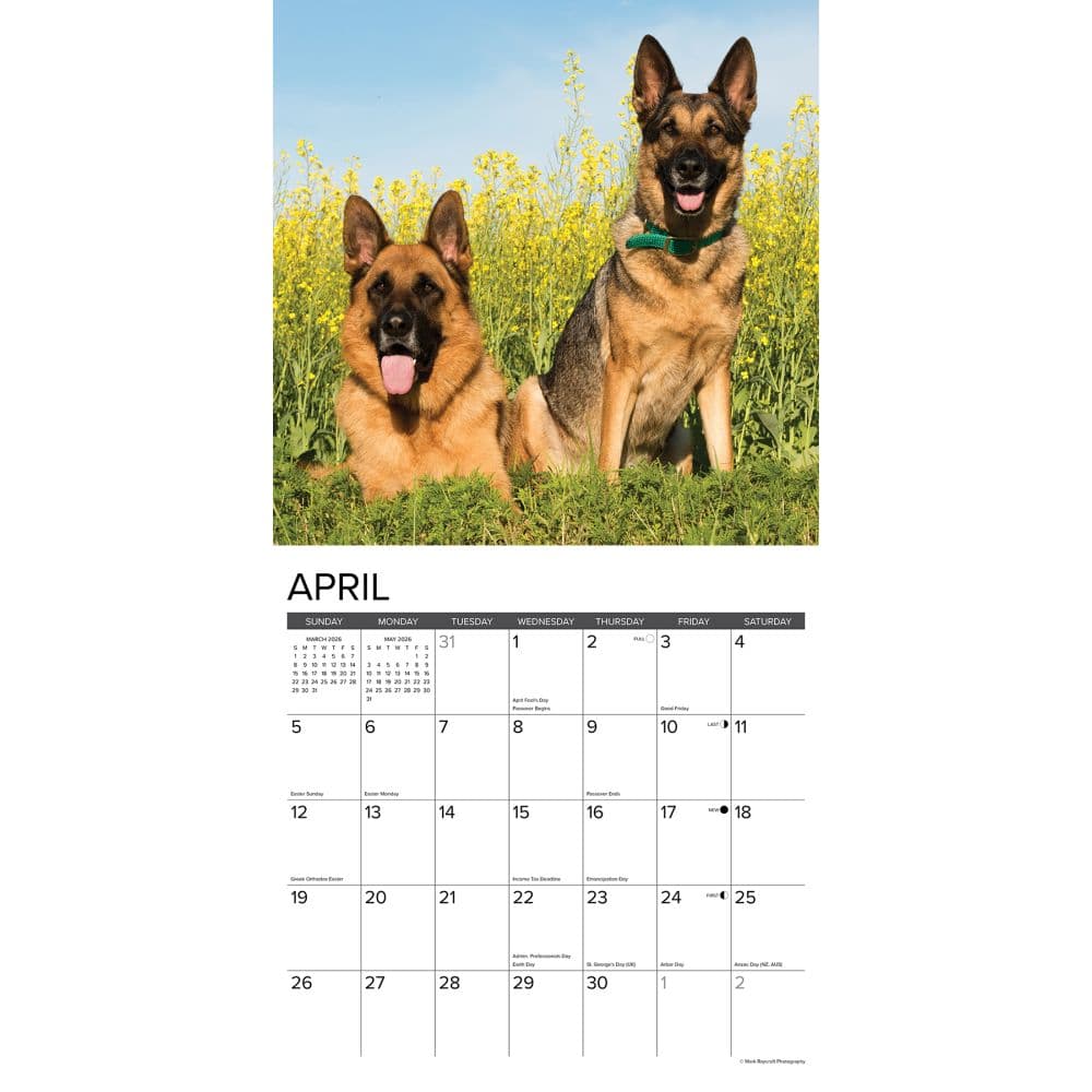 Just German Shepherds 2026 Wall Calendar Second Alternate Image