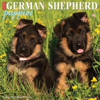 image Just German Shepherd Puppies 2026 Wall Calendar Main Product Image