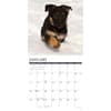 image Just German Shepherd Puppies 2026 Wall Calendar Second Alternate Image