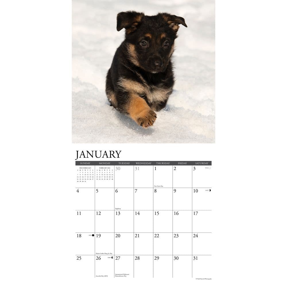 Just German Shepherd Puppies 2026 Wall Calendar Second Alternate Image