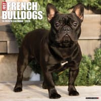 image Just French Bulldogs 2026 Wall Calendar Main Product Image