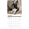 image Just French Bulldogs 2026 Wall Calendar Second Alternate Image