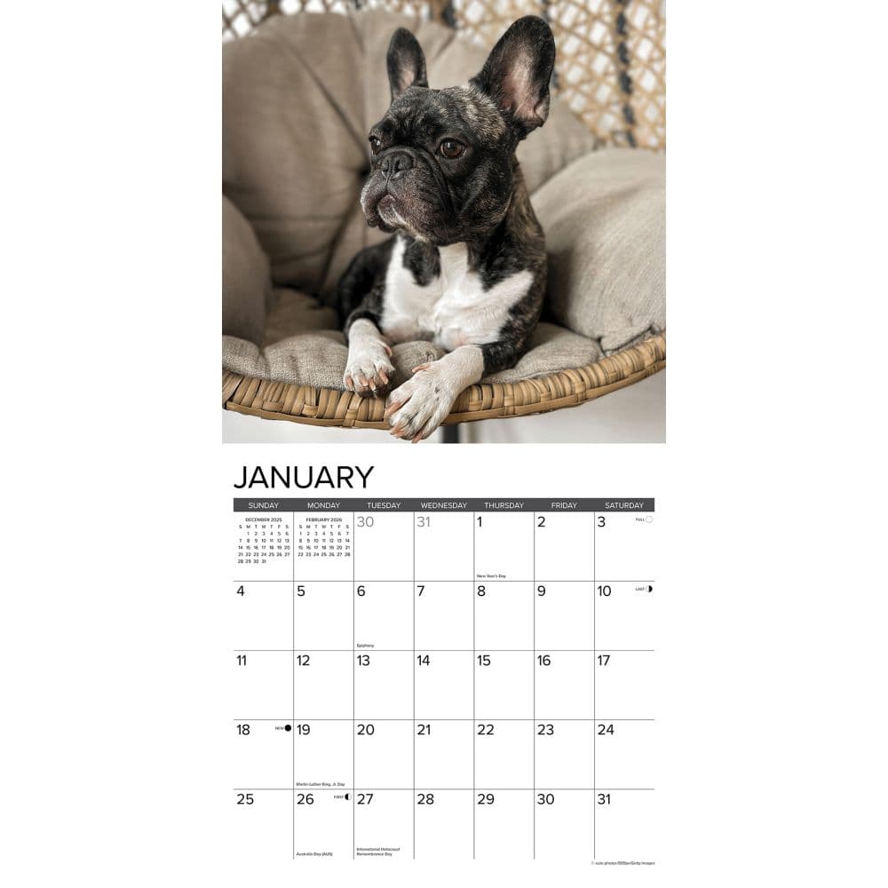 Just French Bulldogs 2026 Wall Calendar Second Alternate Image