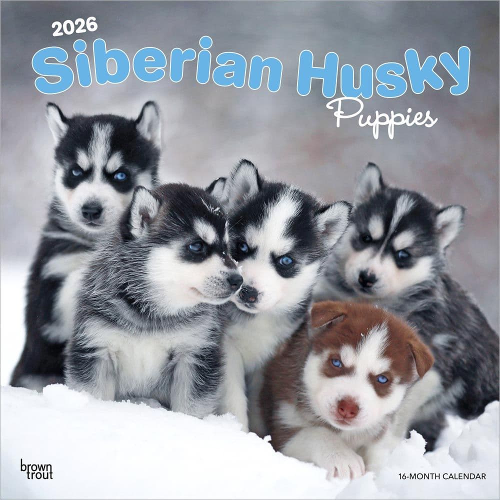 Siberian Husky Puppies 2026 Wall Calendar Calendars Com 