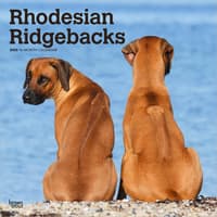 image Rhodesian Ridgebacks 2026 Wall Calendar Main Product Image