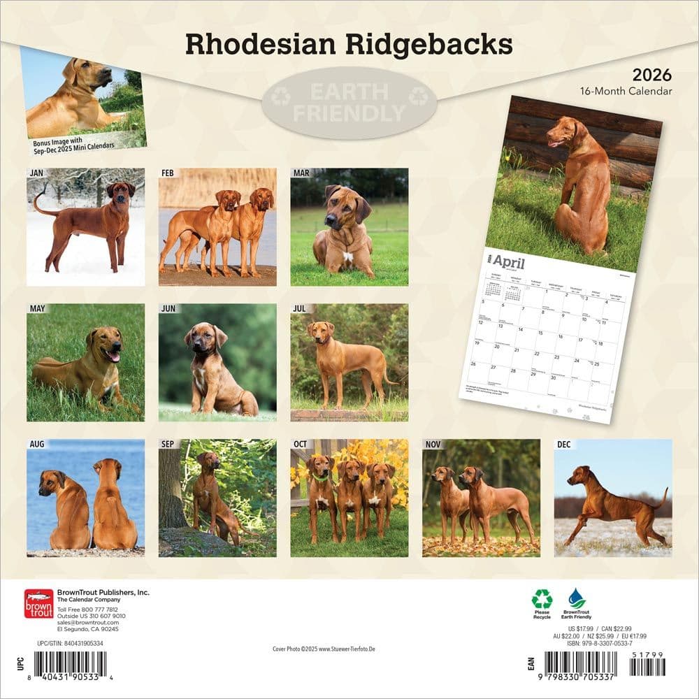 Rhodesian Ridgebacks 2026 Wall Calendar First Alternate Image