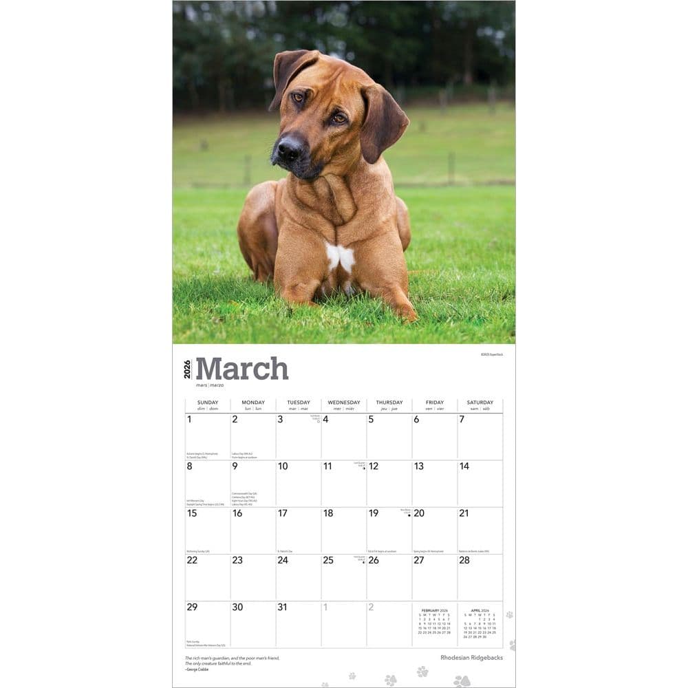 Rhodesian Ridgebacks 2026 Wall Calendar Second Alternate Image
