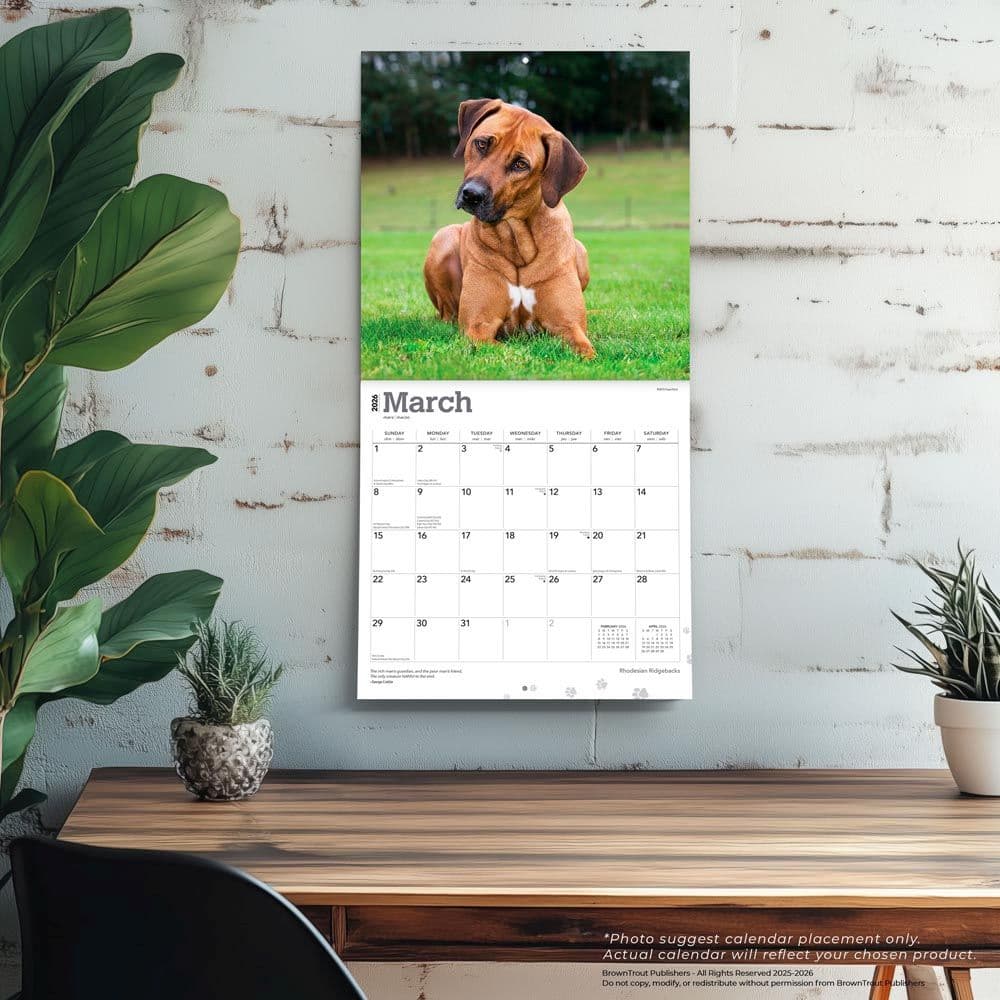 Rhodesian Ridgebacks 2026 Wall Calendar Fourth Alternate Image