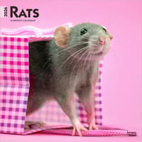 image Rats 2026 Wall Calendar Main Product Image