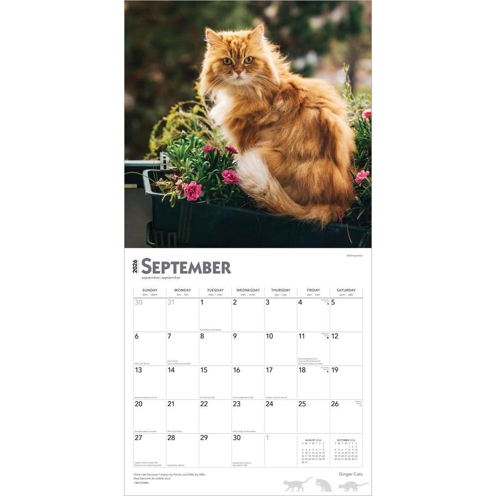 Cats Ginger 2026 Wall Calendar - Calendars.com