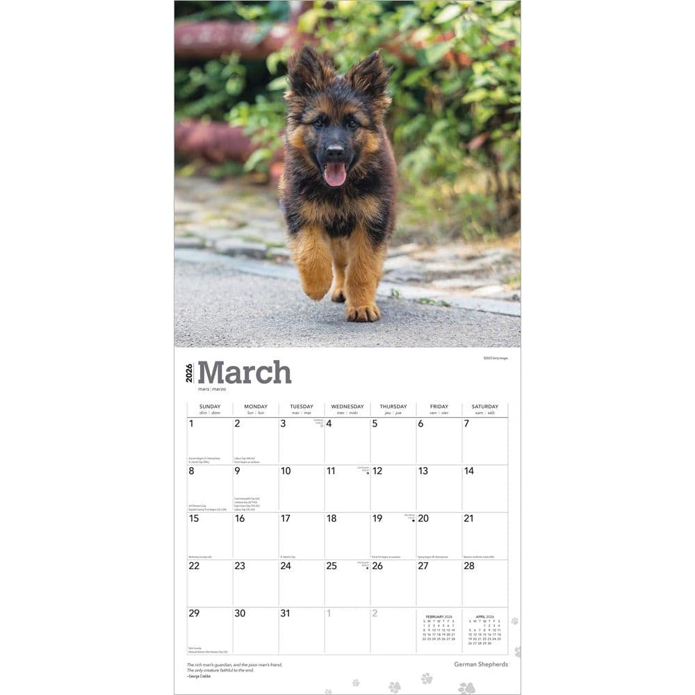 German Shepherds 2026 Wall Calendar