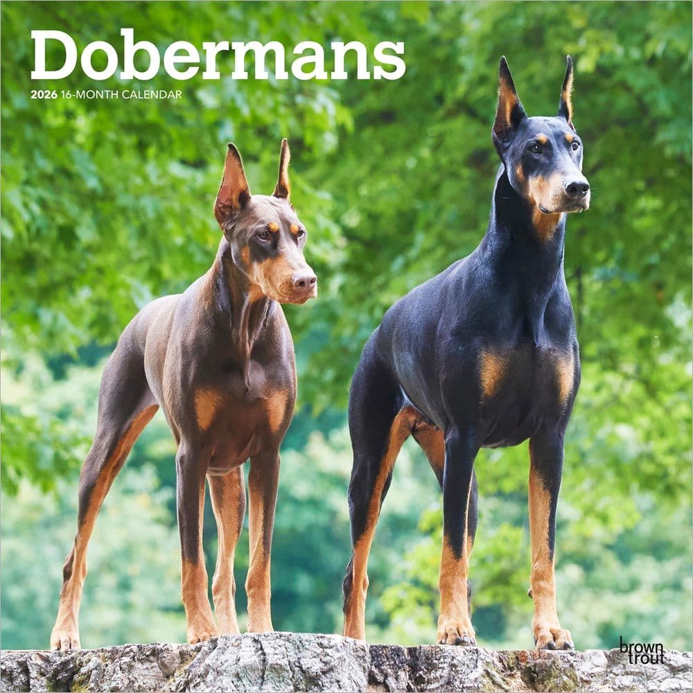 Dobermans 2026 Wall Calendar Dobermans 2026 Wall Calendar