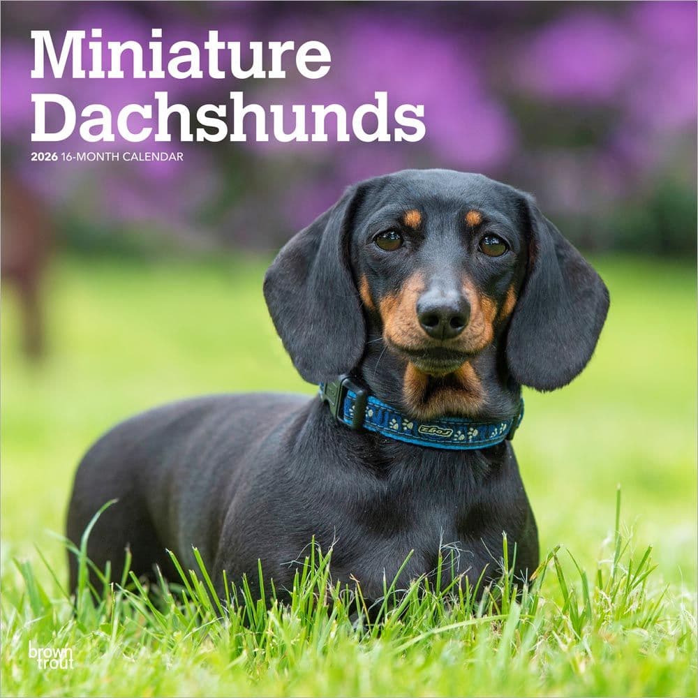 Dachshunds 2026 Wall Calendar
