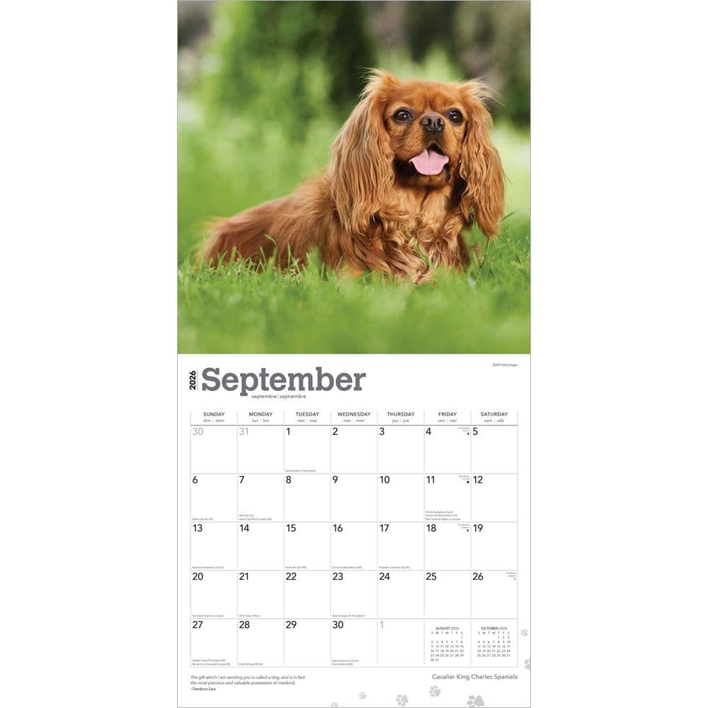 King Charles Calendrier Moderne 2023 Motif épagneul Multicolore A383