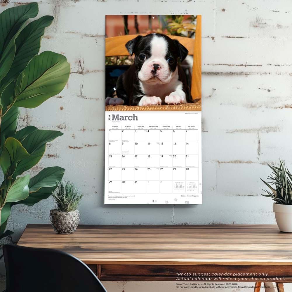 Boston Terrier - Calendars.com
