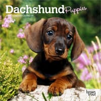 image  Main Product Image