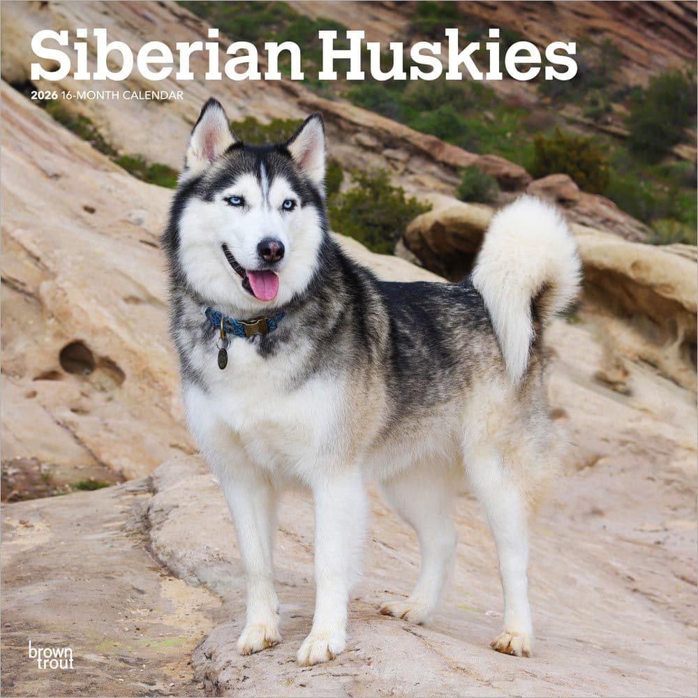 Siberian Huskies 2026 Wall Calendar Calendars Com 