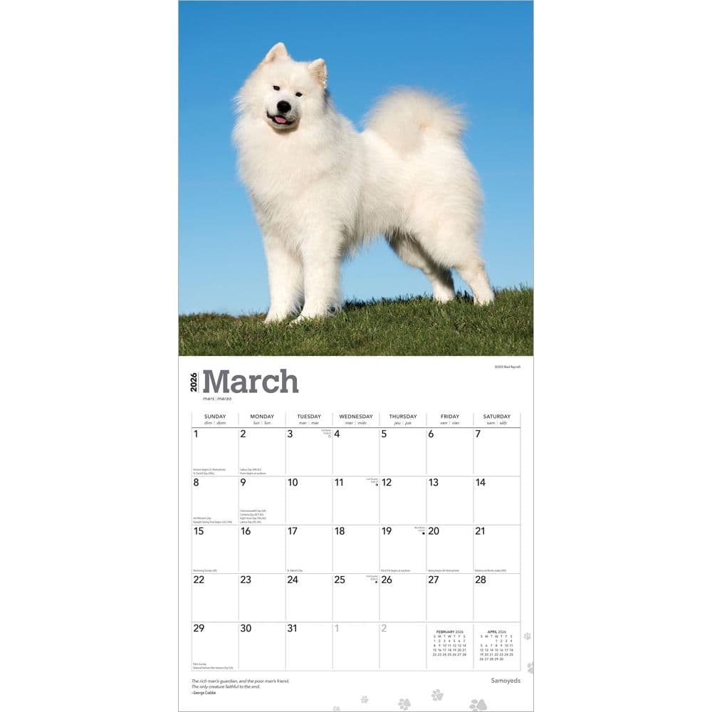 Samoyeds 2026 Wall Calendar - Calendars.com