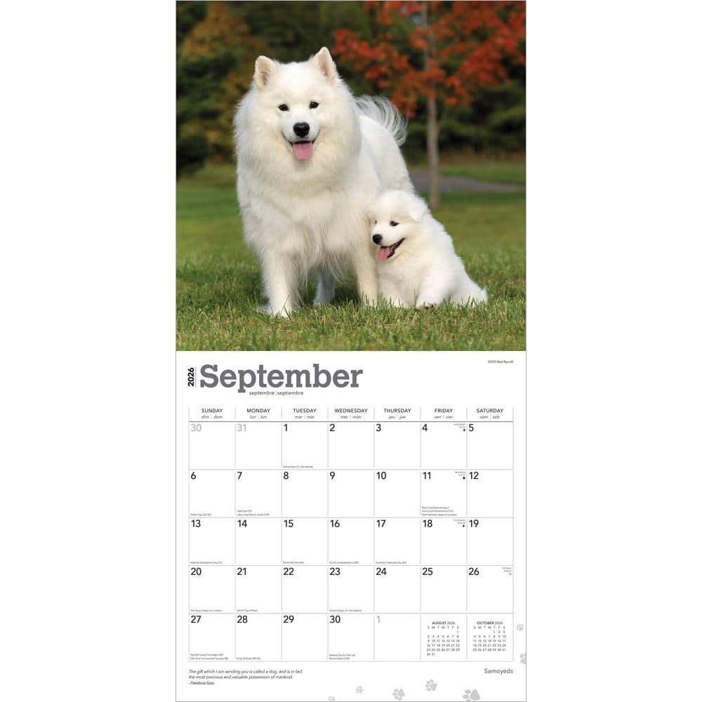 Samoyeds 2026 Wall Calendar - Calendars.com