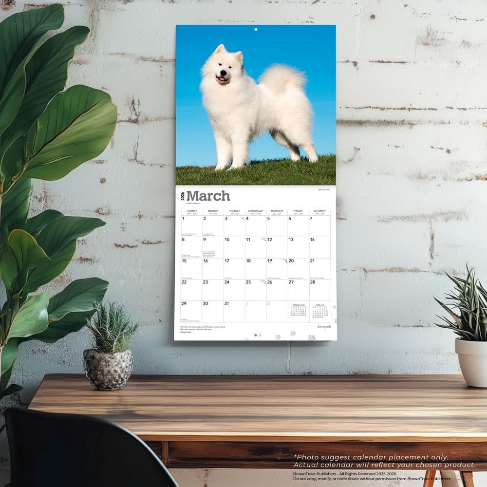 Samoyeds 2026 Wall Calendar - Calendars.com