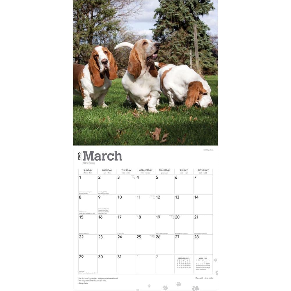 39;Just Basset Hounds 2024 12 X 12 Wall Calendar' - 'Bücher'
