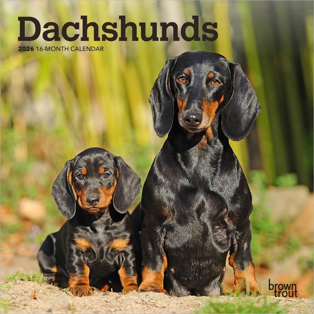 Dachshunds 2026 Mini Wall Calendar