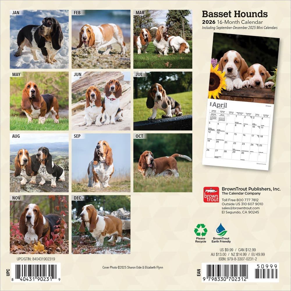 Basset Hound 2026 Mini Wall Calendar, 7'' X 7'', 16-Month Calendar with Stapled Binding