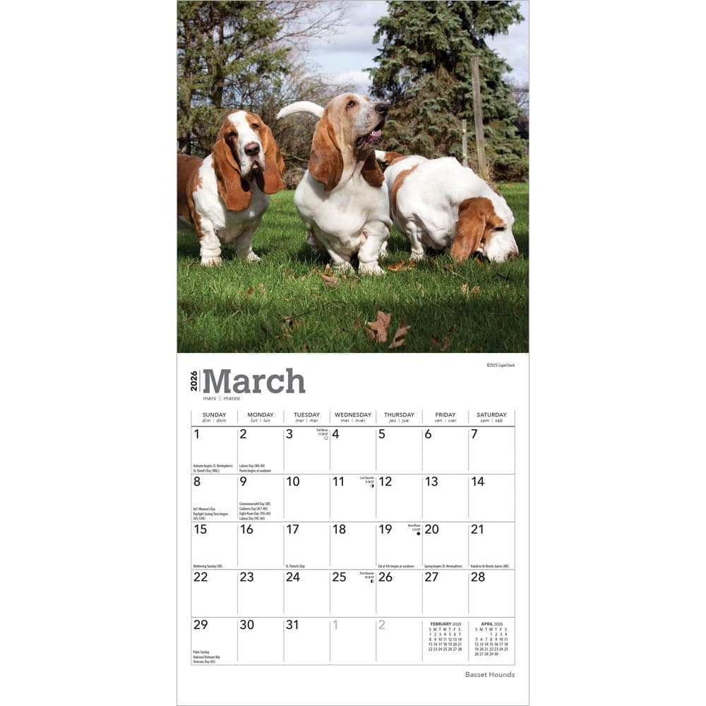 Basset Hound 2026 Mini Wall Calendar, 7'' X 7'', 16-Month Calendar with Stapled Binding
