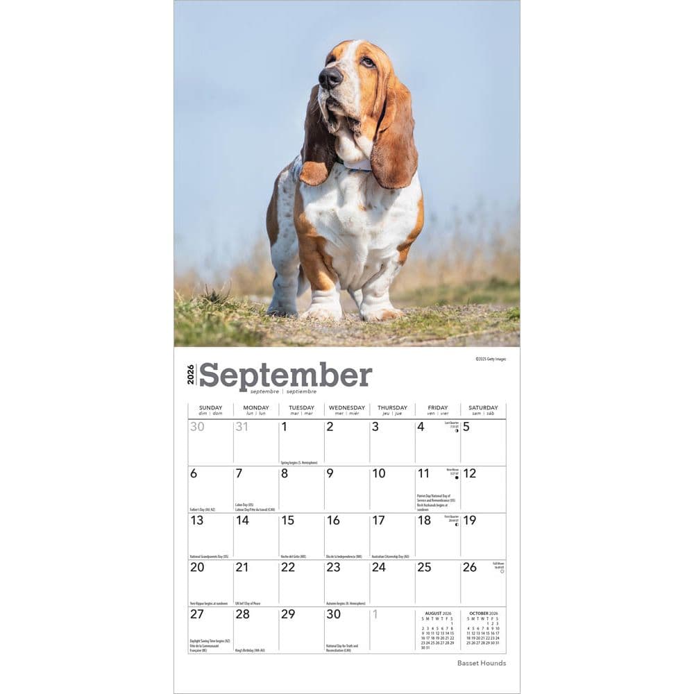 Basset Hound 2026 Mini Wall Calendar, 7'' X 7'', 16-Month Calendar with Stapled Binding