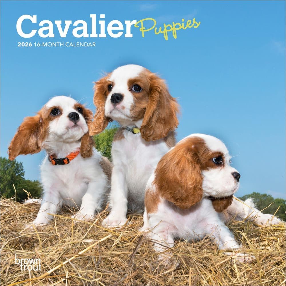 Cavalier King Charles Puppies 2026 Mini Wall Calendar Calendars Com