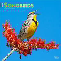 image Songbirds Square 2026 Wall Calendar Main Product Image